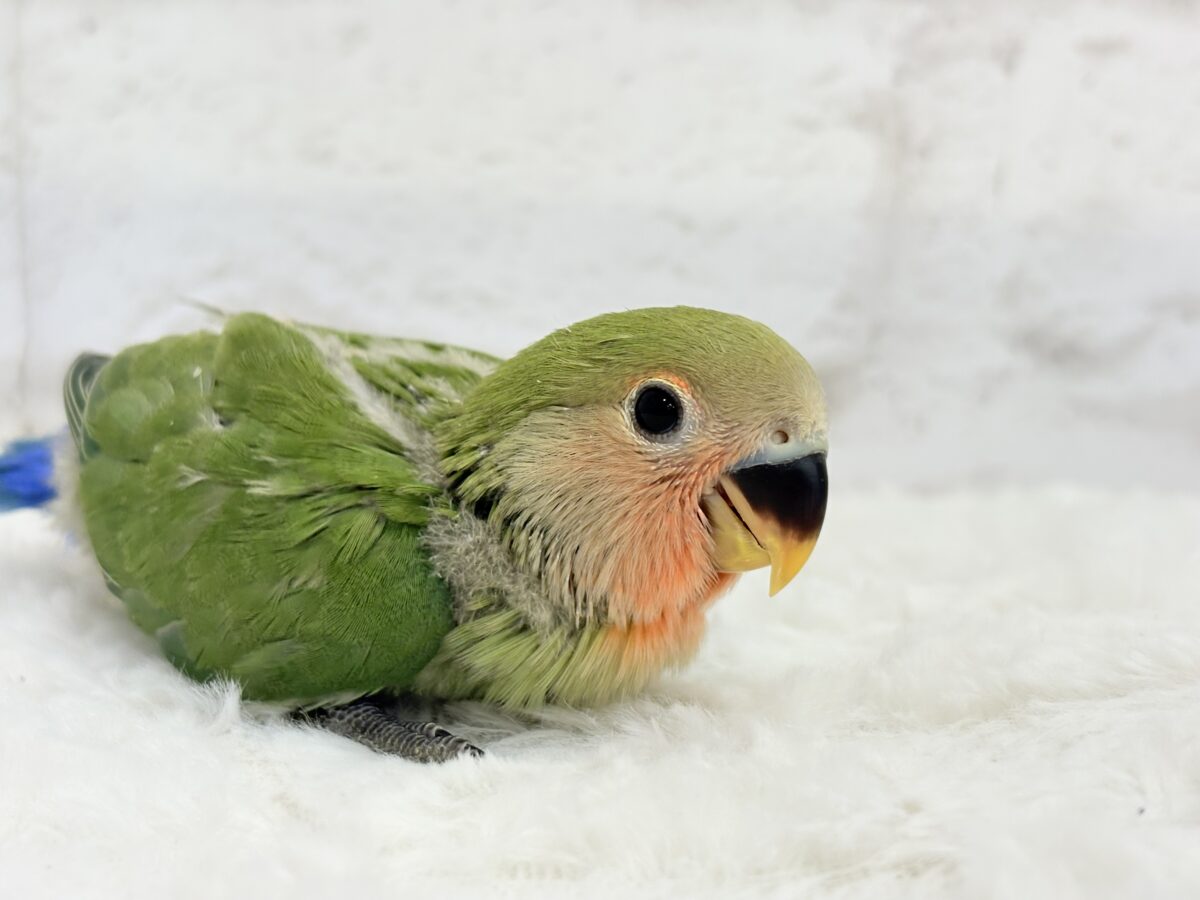 コザクラインコ（小桜インコ）