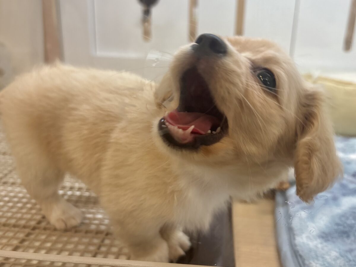 チワックス