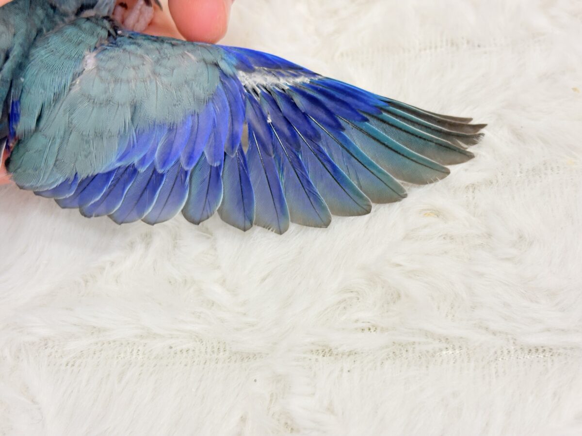 マメルリハ