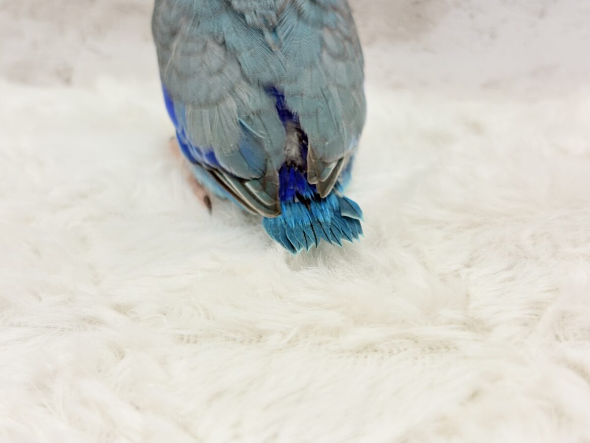マメルリハ