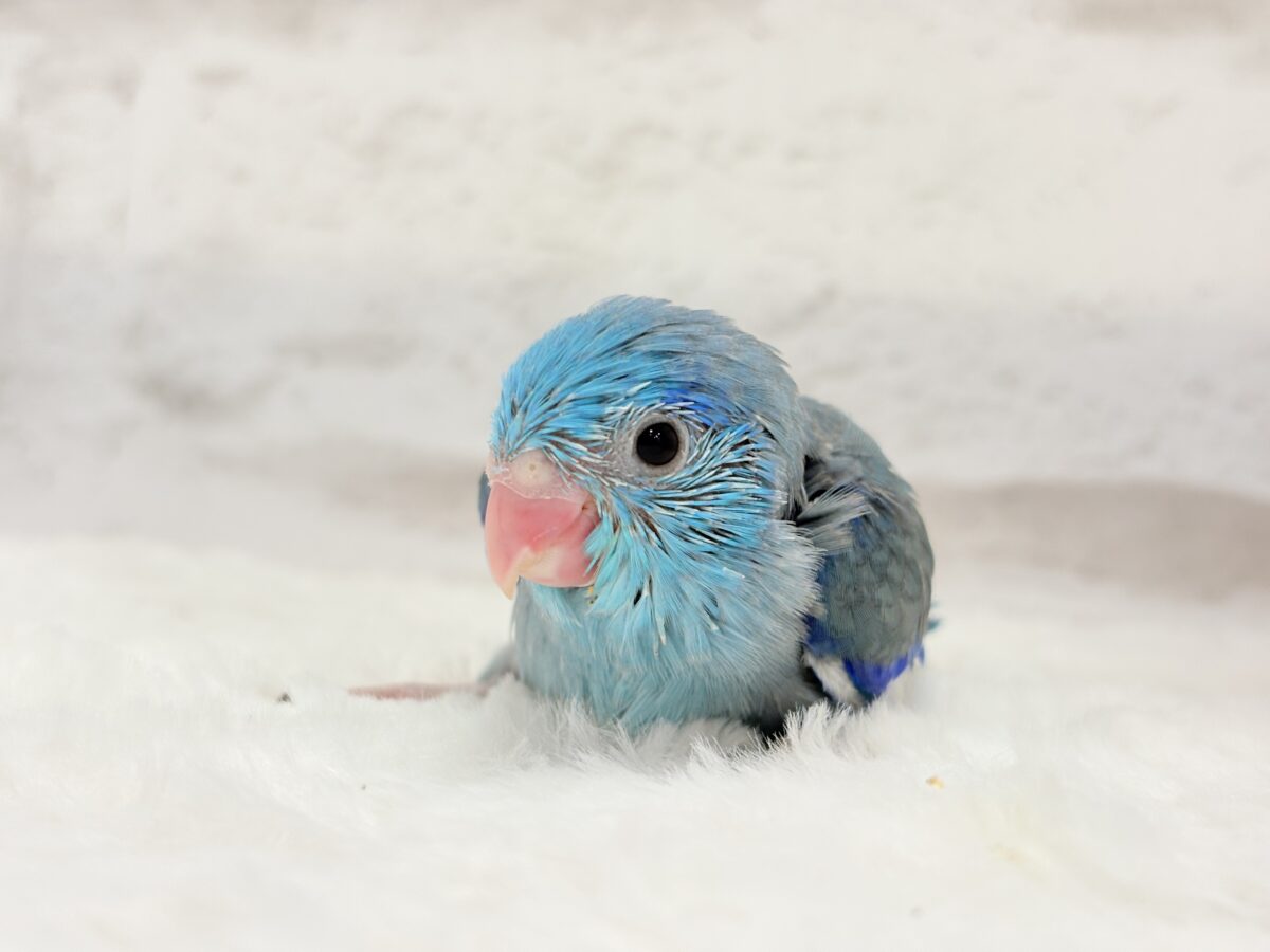 マメルリハ