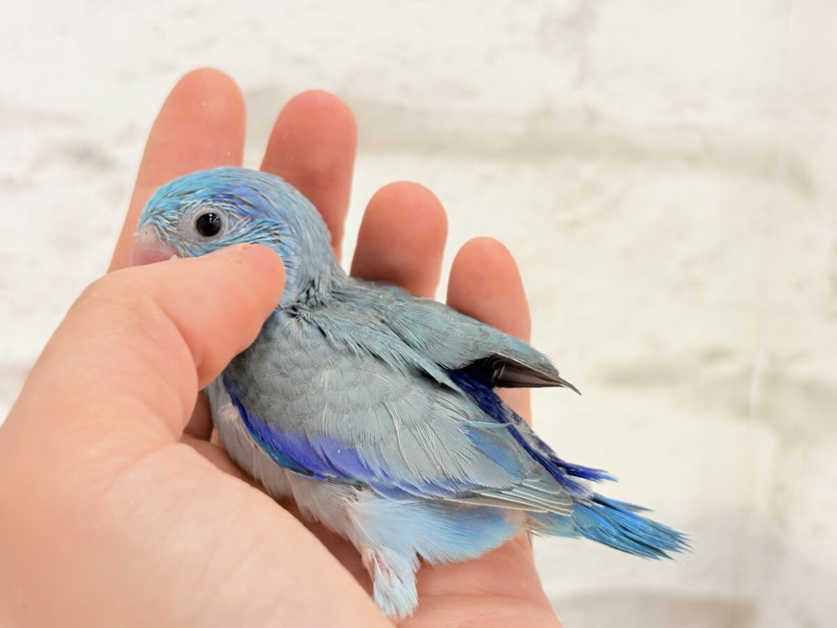 マメルリハ