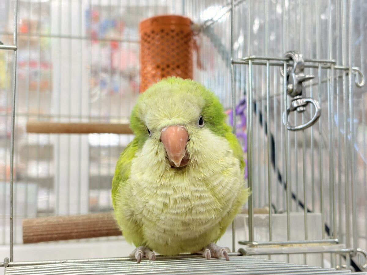 オキナインコ