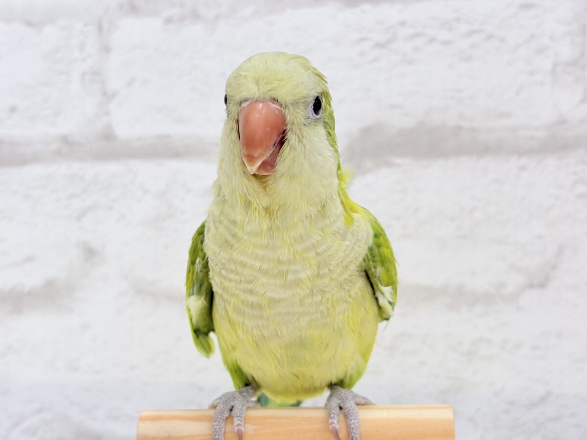 オキナインコ