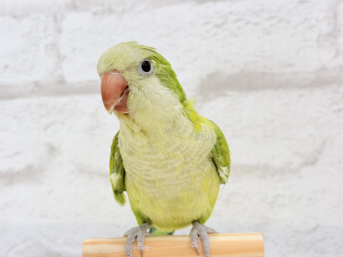 オキナインコ
