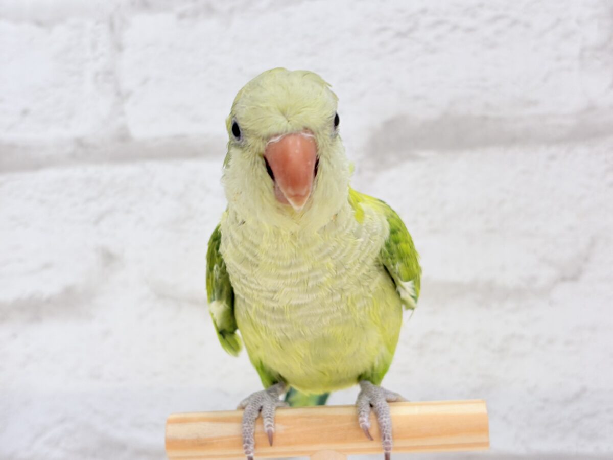 オキナインコ