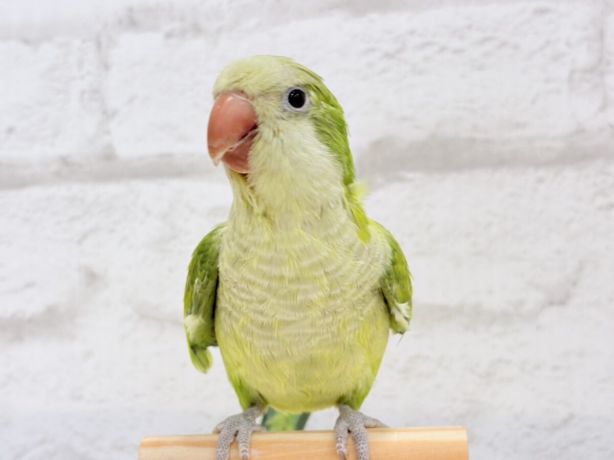 オキナインコ