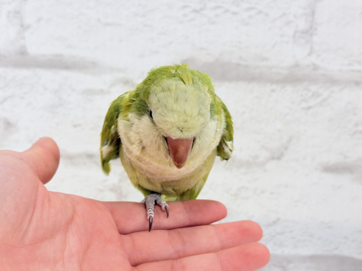 オキナインコ