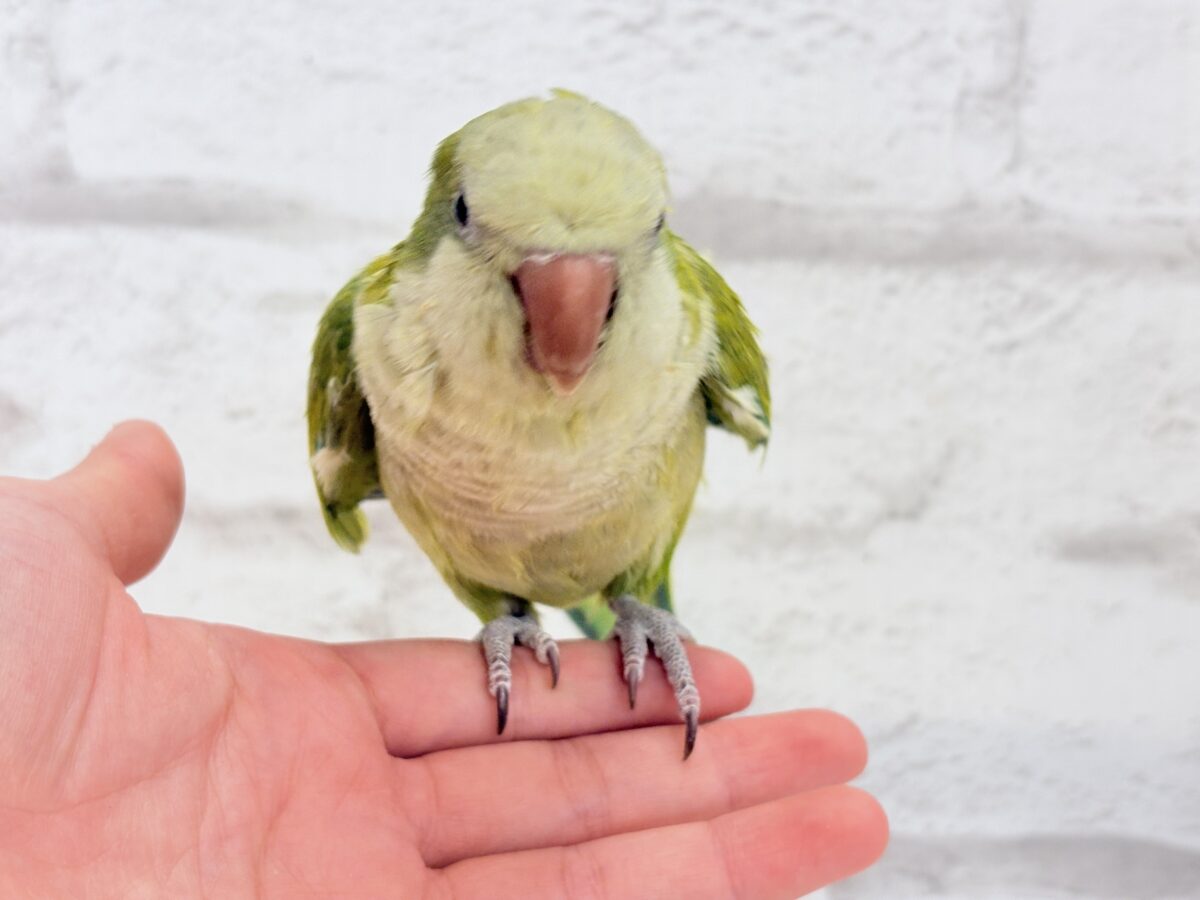 オキナインコ
