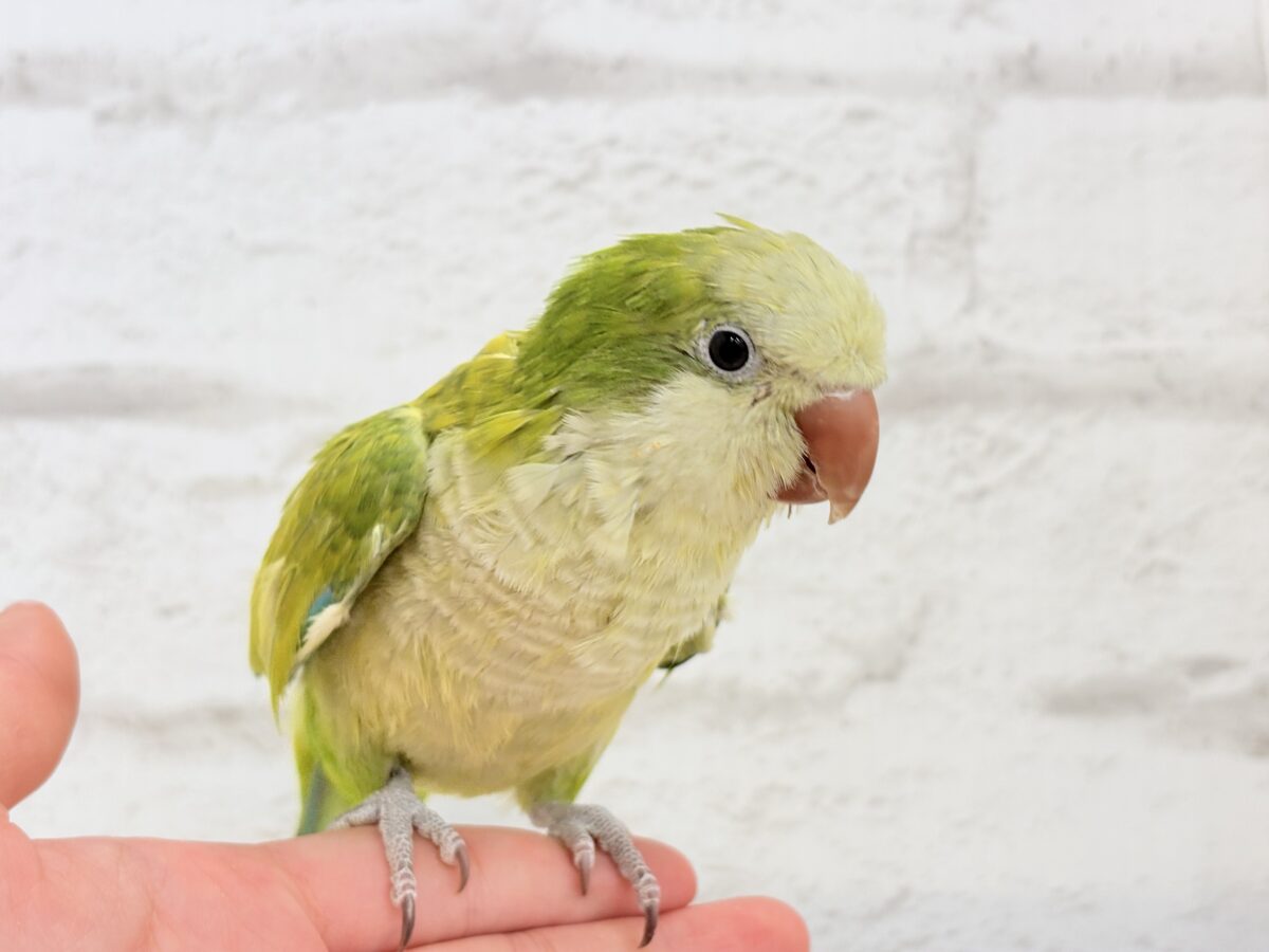 オキナインコ
