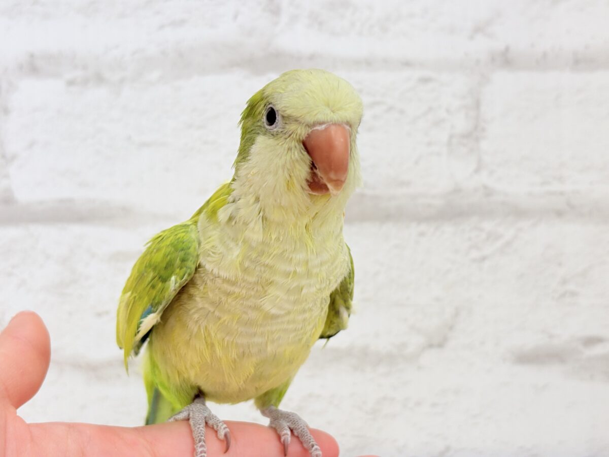 オキナインコ