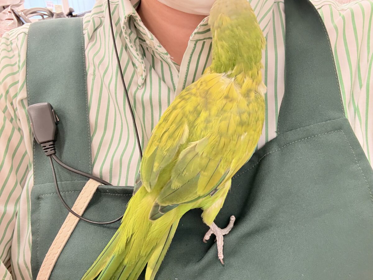 オキナインコ