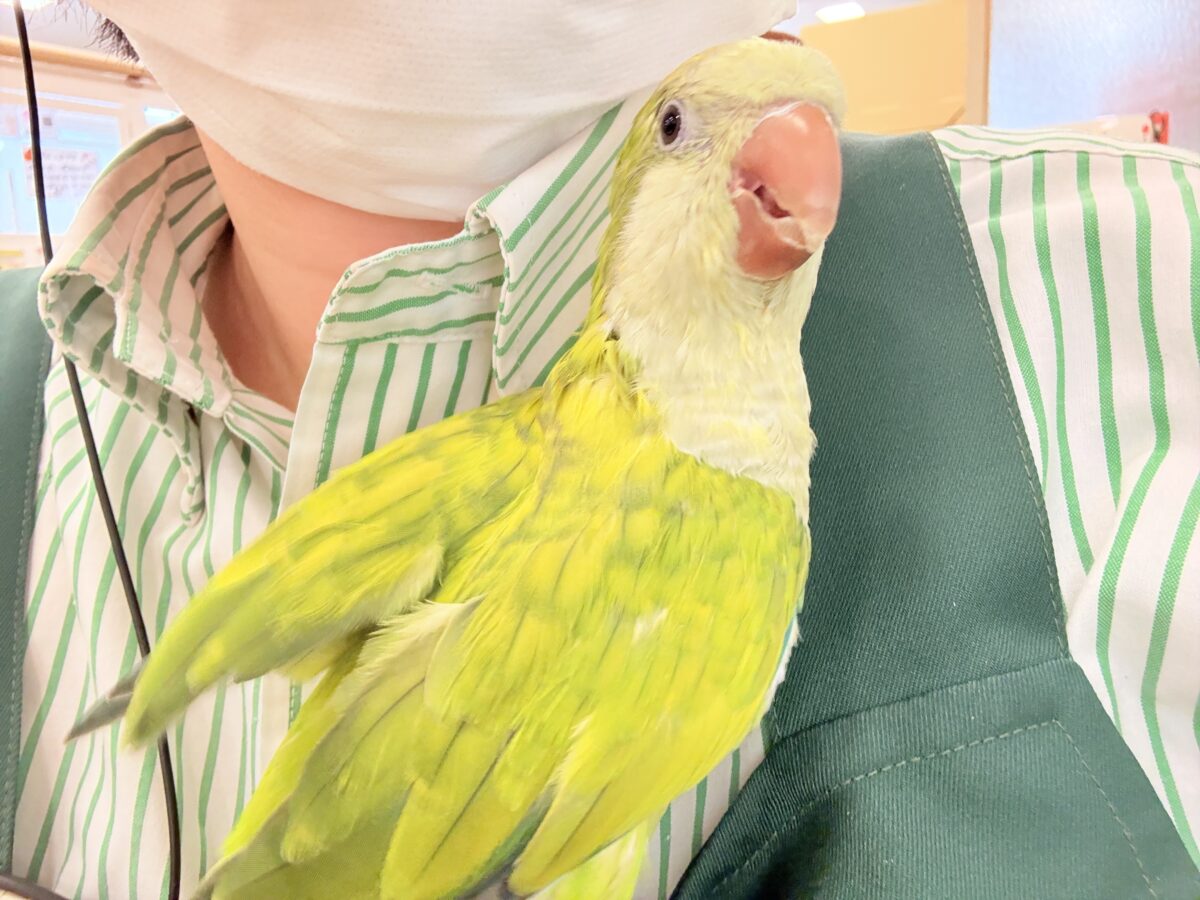 オキナインコ