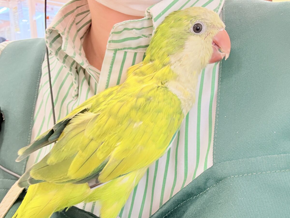 オキナインコ