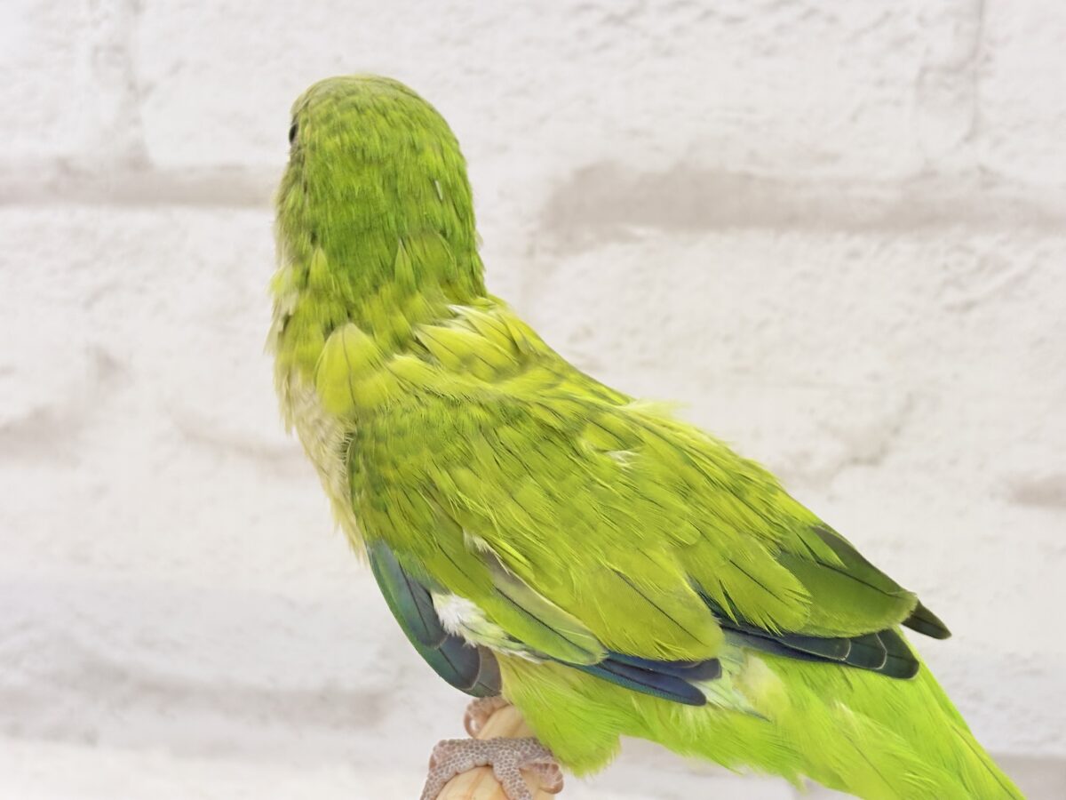 オキナインコ