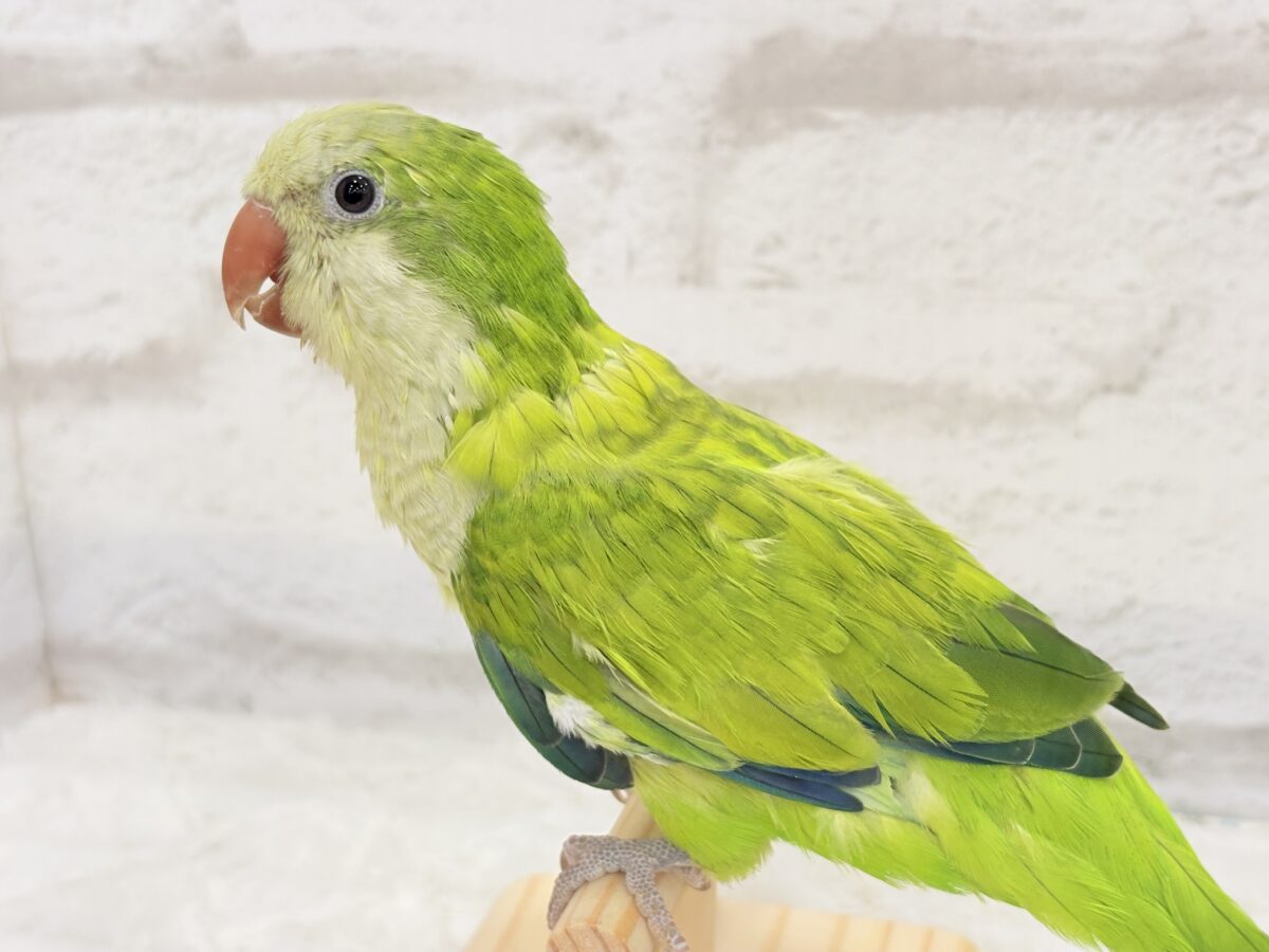 オキナインコ