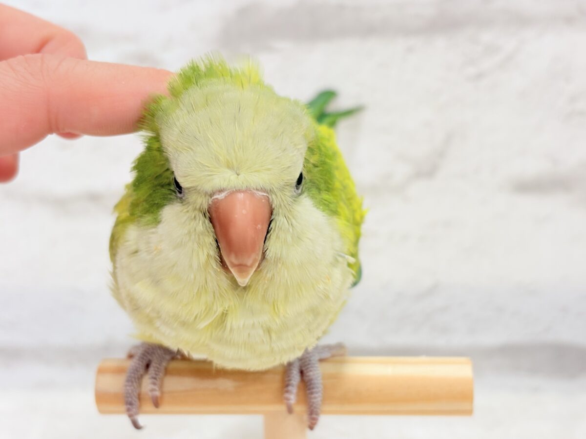 オキナインコ