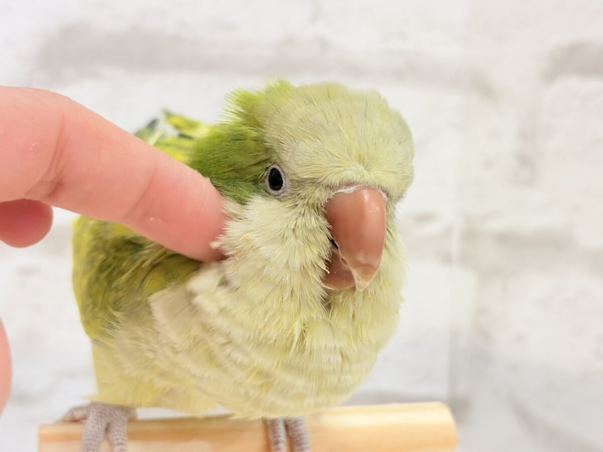 オキナインコ