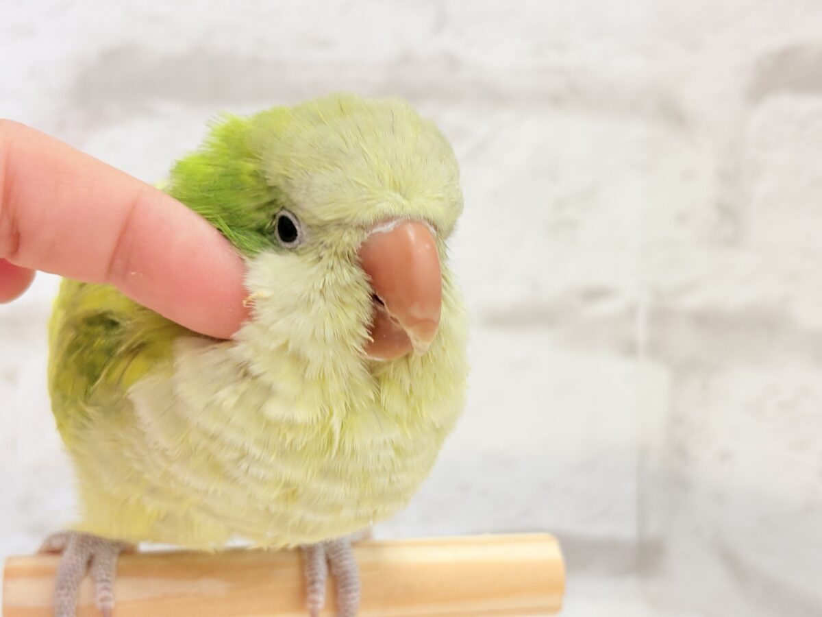 オキナインコ