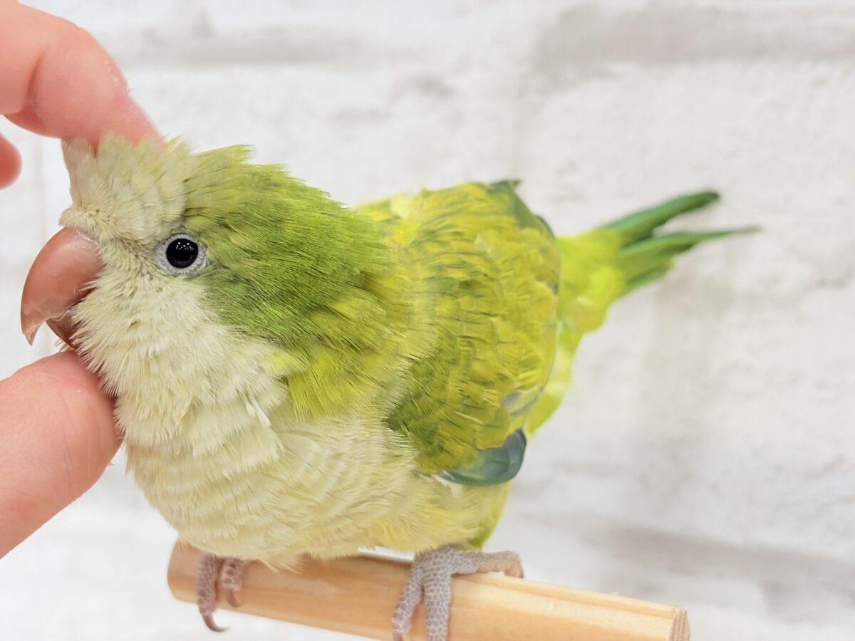 オキナインコ