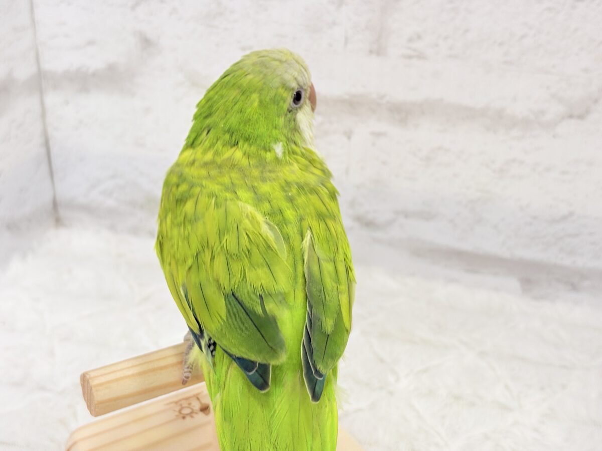 オキナインコ