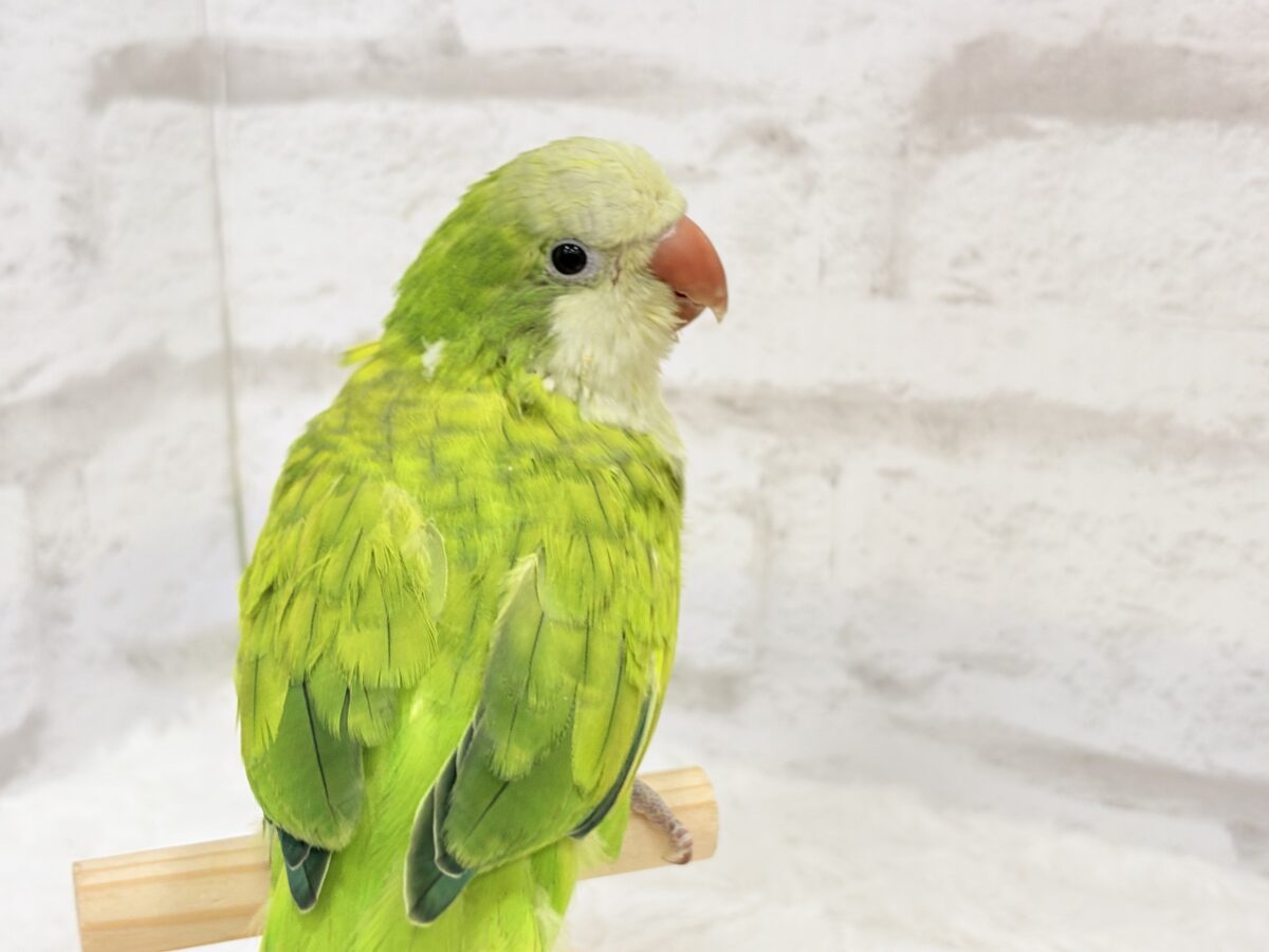 オキナインコ