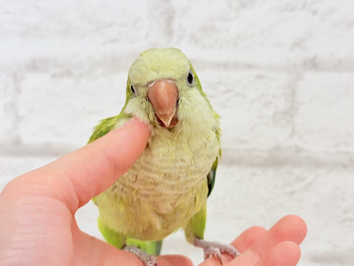 オキナインコ