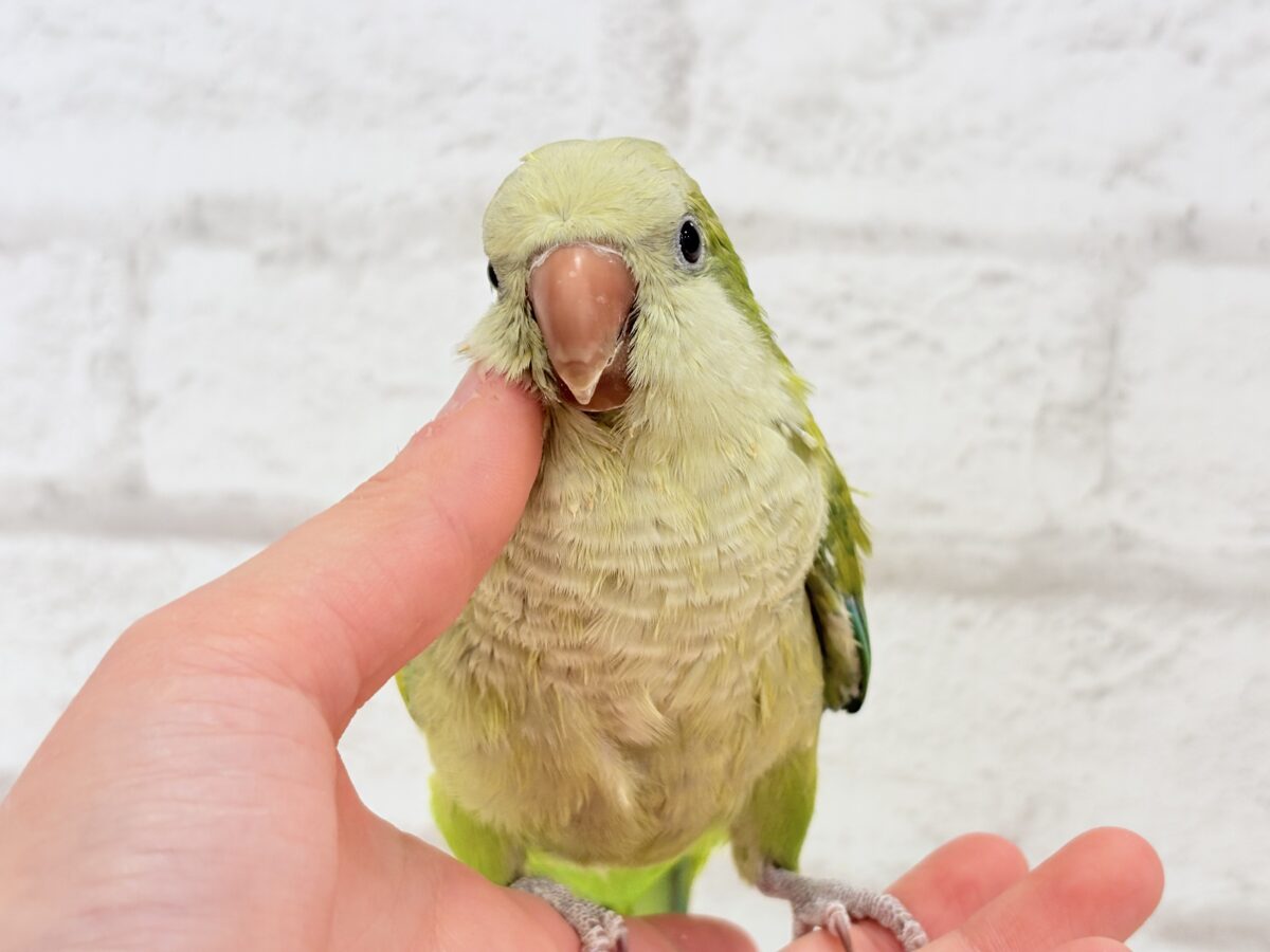 オキナインコ