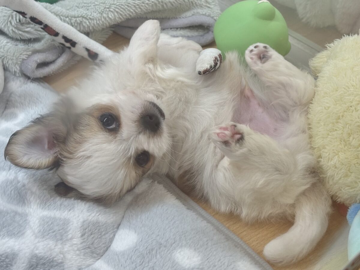 チワマル（マルチワ）