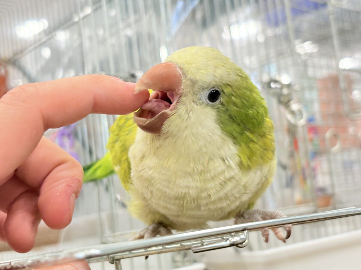 オキナインコ