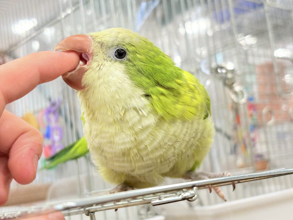 オキナインコ