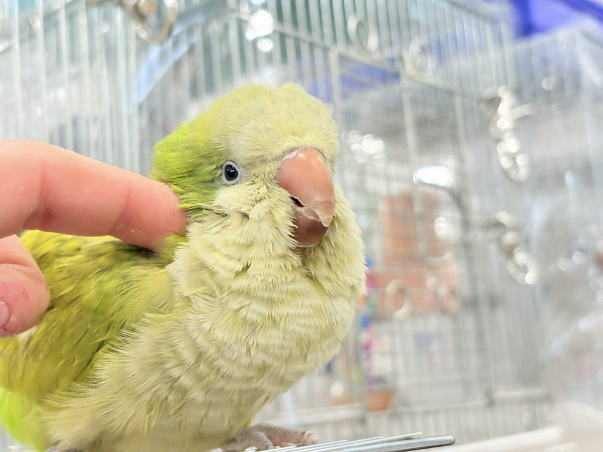 オキナインコ