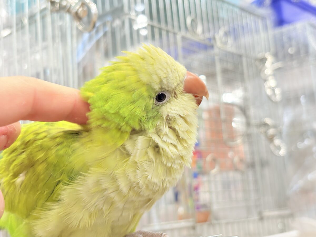 オキナインコ