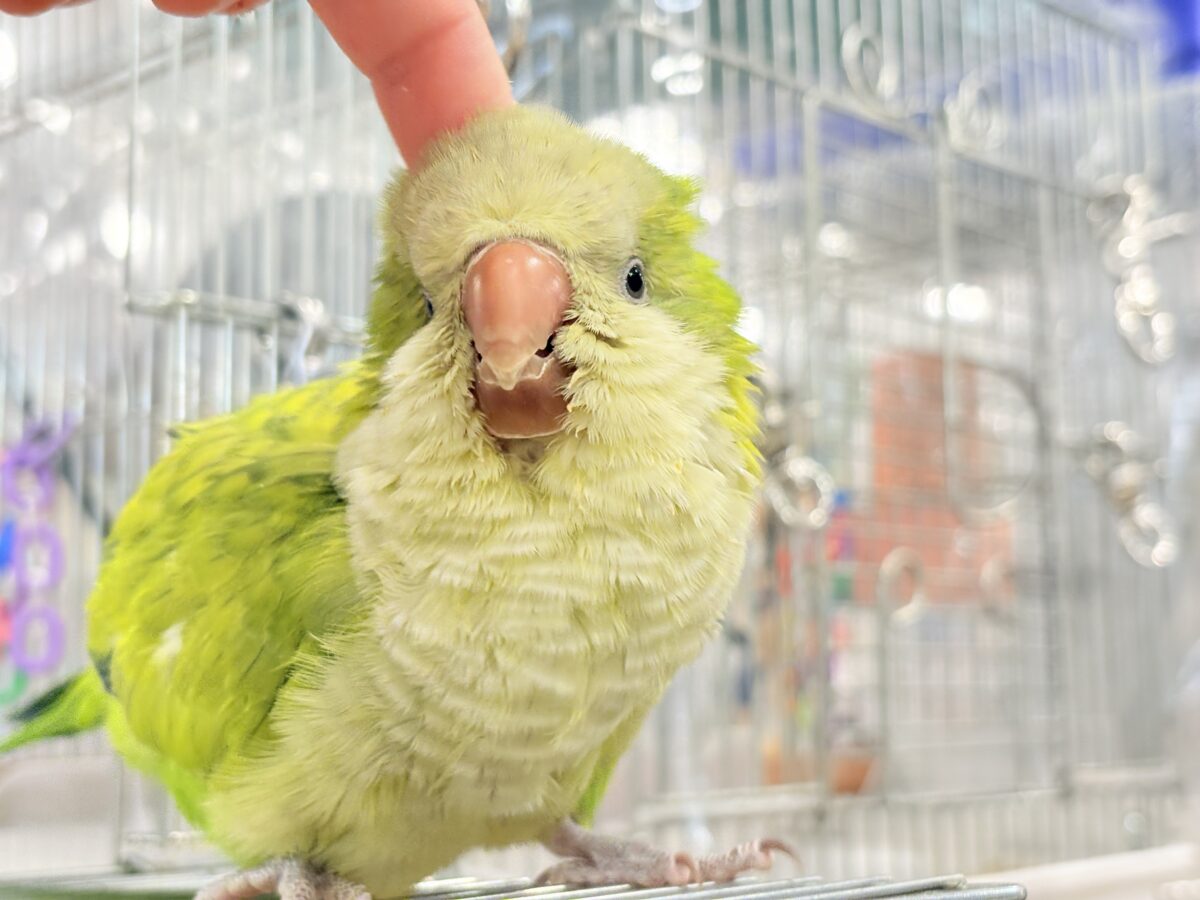オキナインコ