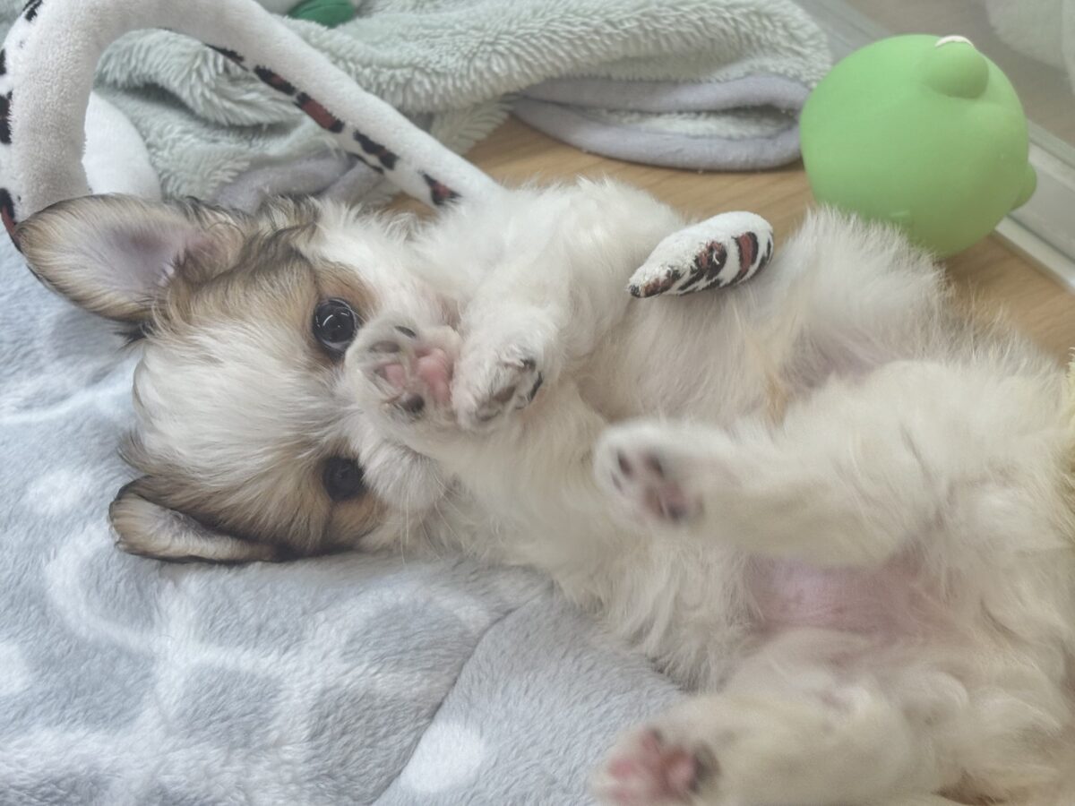 チワマル（マルチワ）