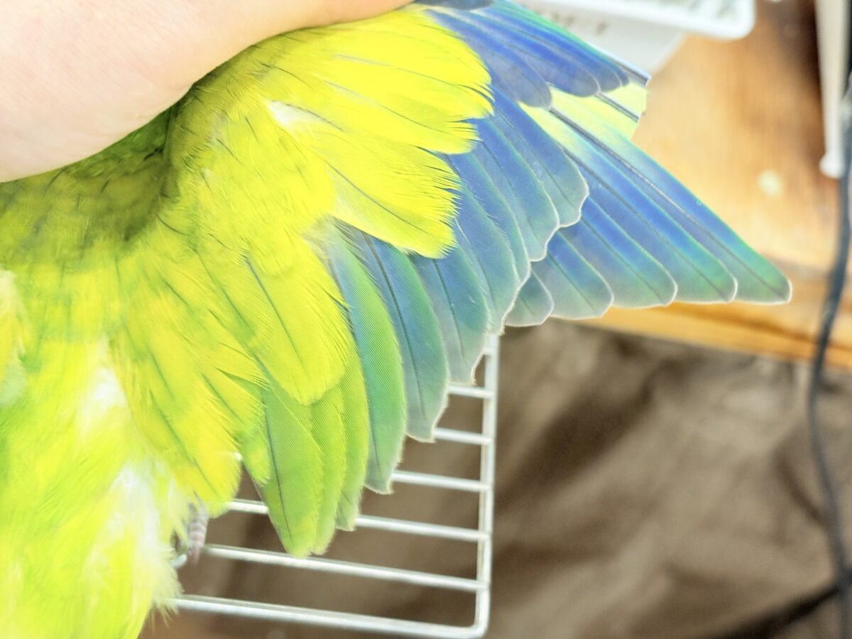 オキナインコ