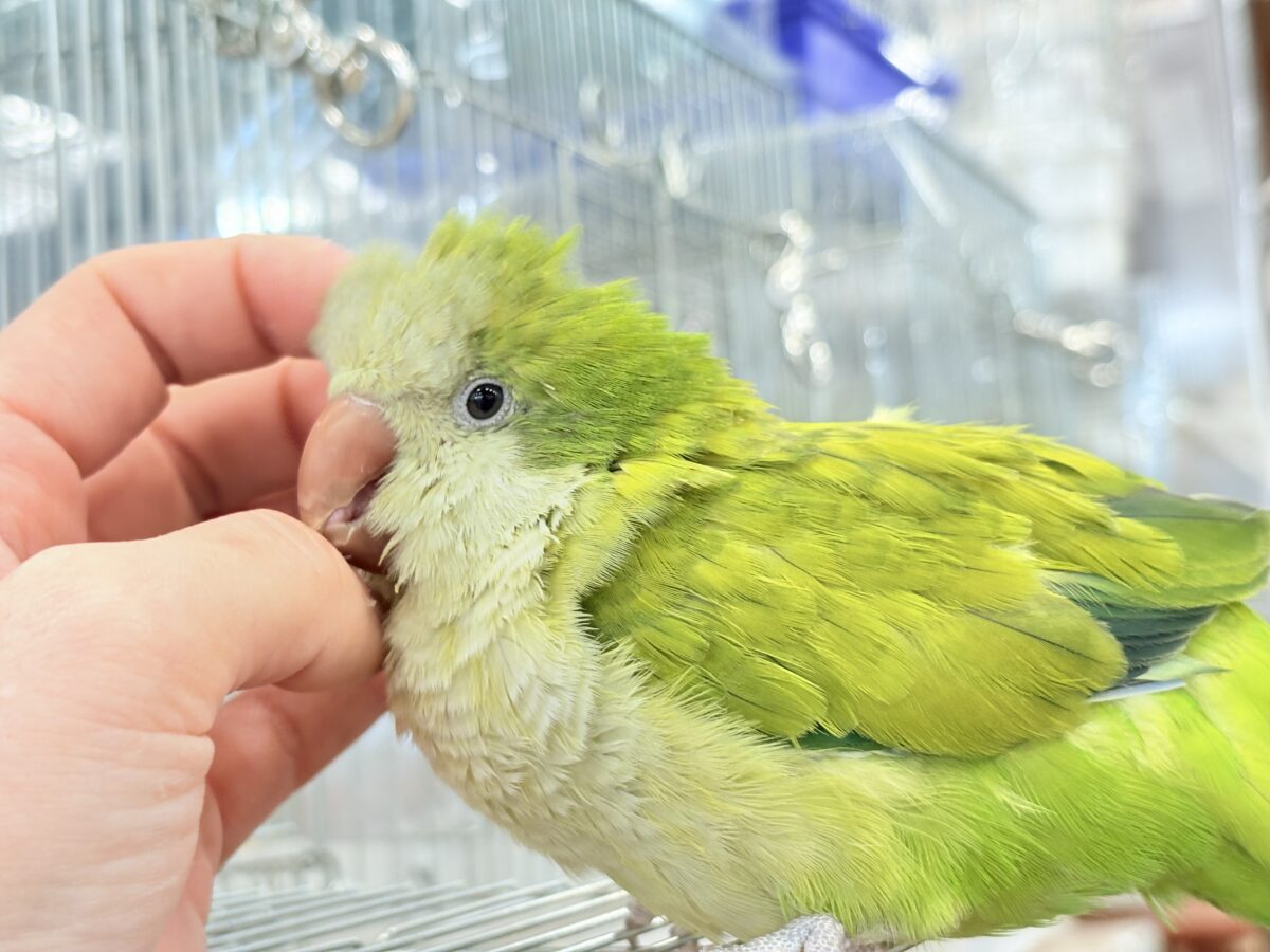 オキナインコ