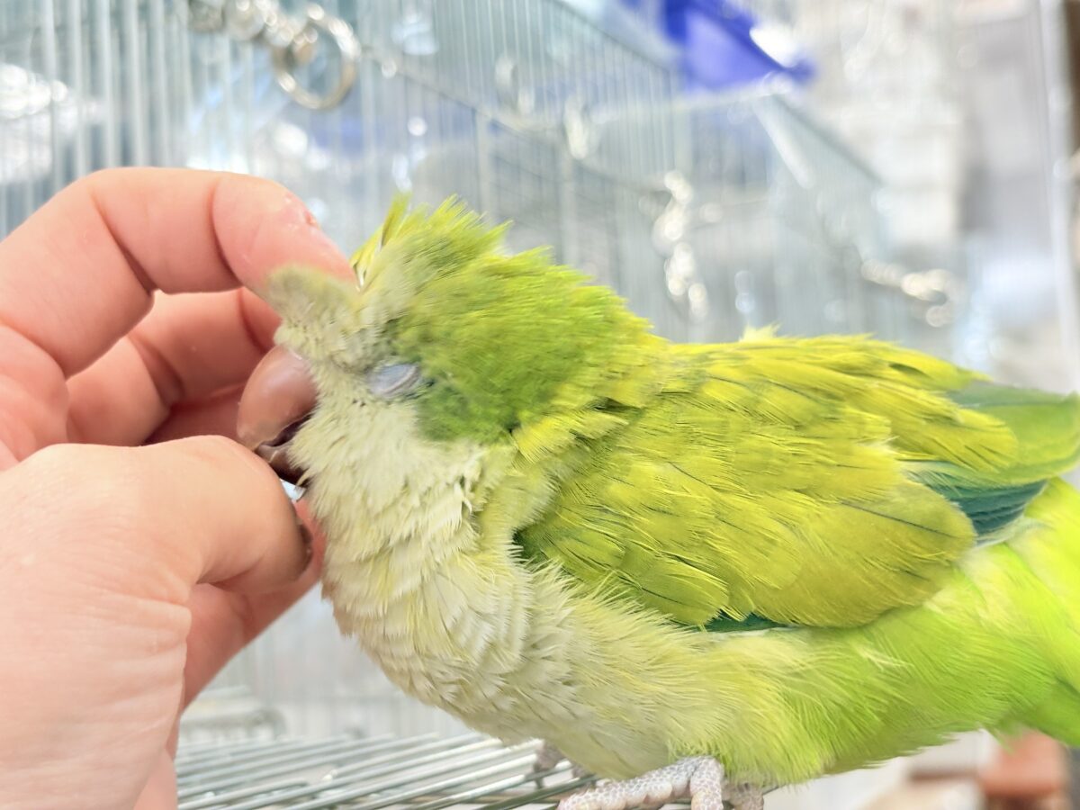 オキナインコ