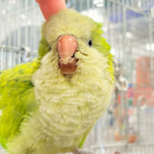 明るめ濃いめの良いとこ取り🌿💚和菓子風おもちちゃん🍡🫧オキナインコ(パステルグリーンオパーリン) ヒナ