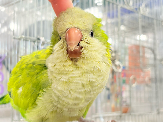 明るめ濃いめの良いとこ取り🌿💚和菓子風おもちちゃん🍡🫧オキナインコ(パステルグリーンオパーリン) ヒナ