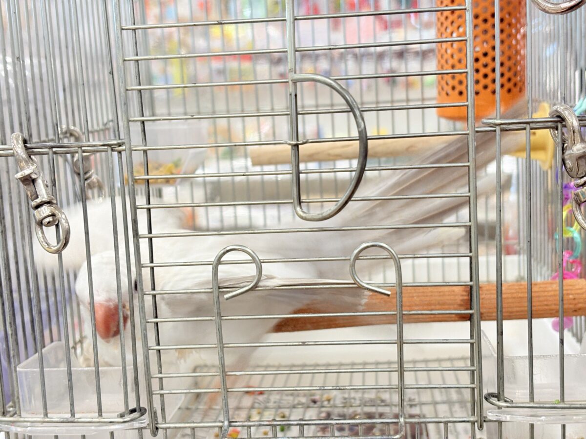 オキナインコ