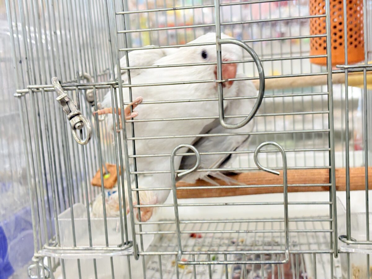 オキナインコ