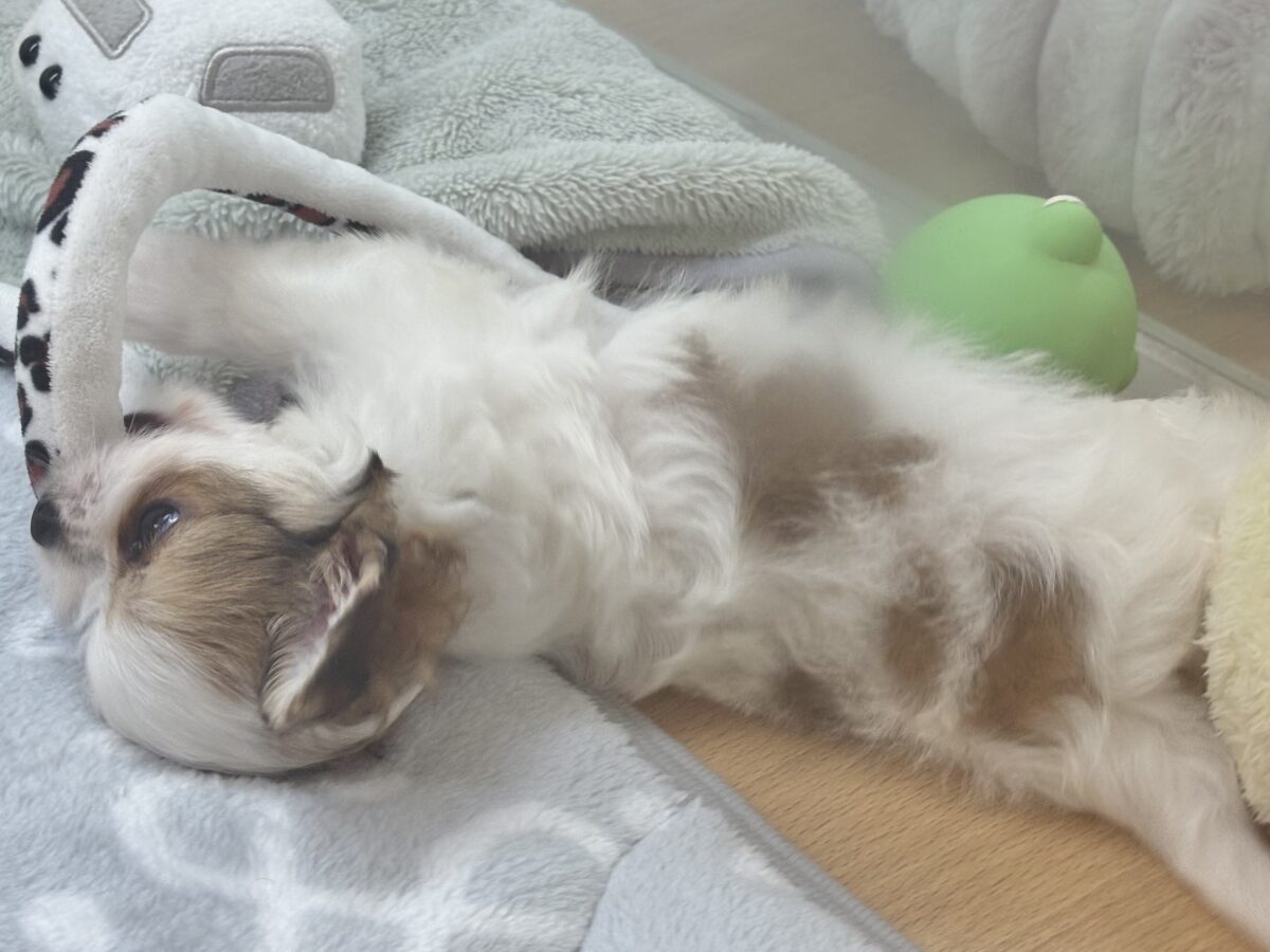 チワマル（マルチワ）