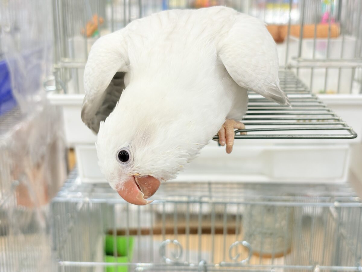 オキナインコ