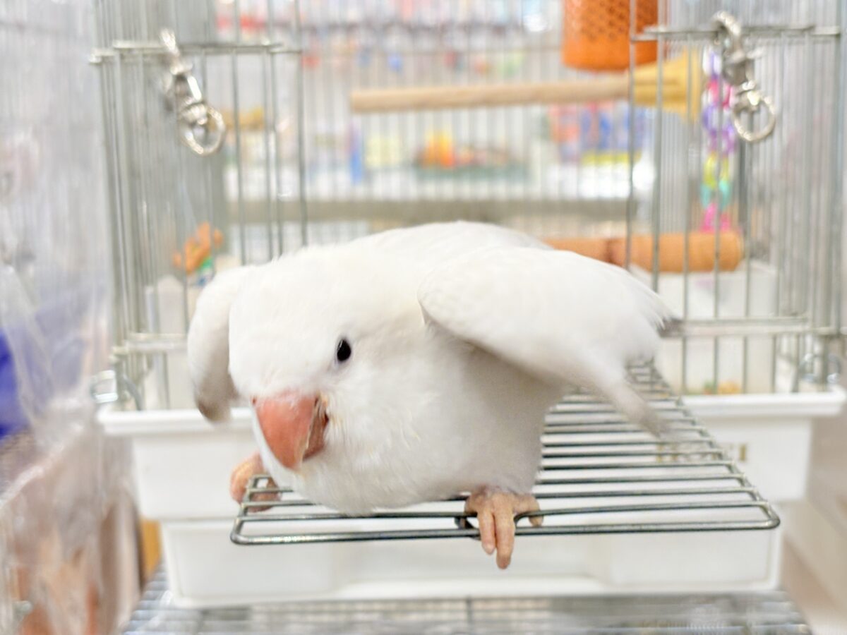 オキナインコ