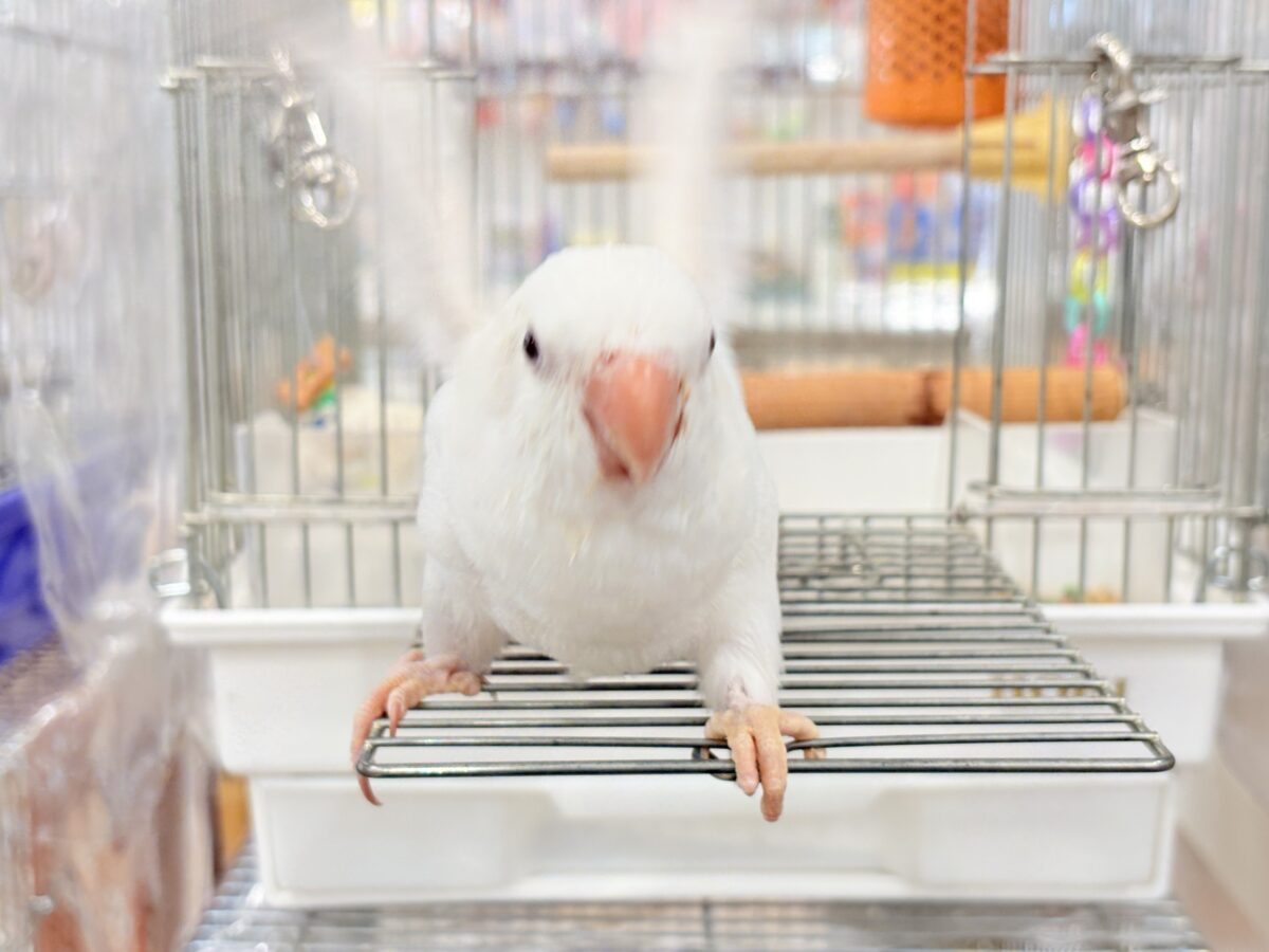 オキナインコ
