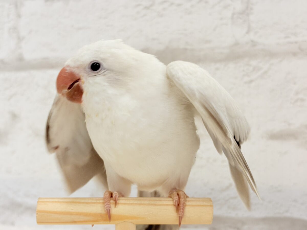 オキナインコ