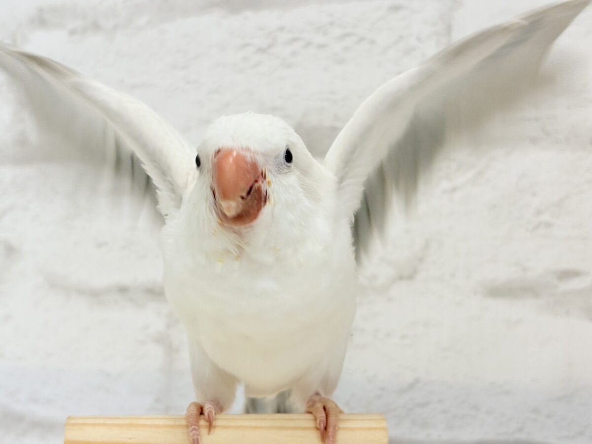 オキナインコ