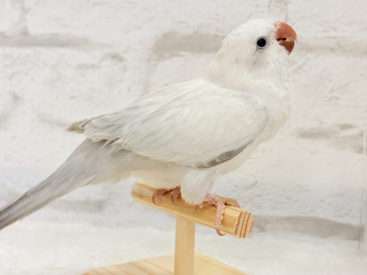 オキナインコ
