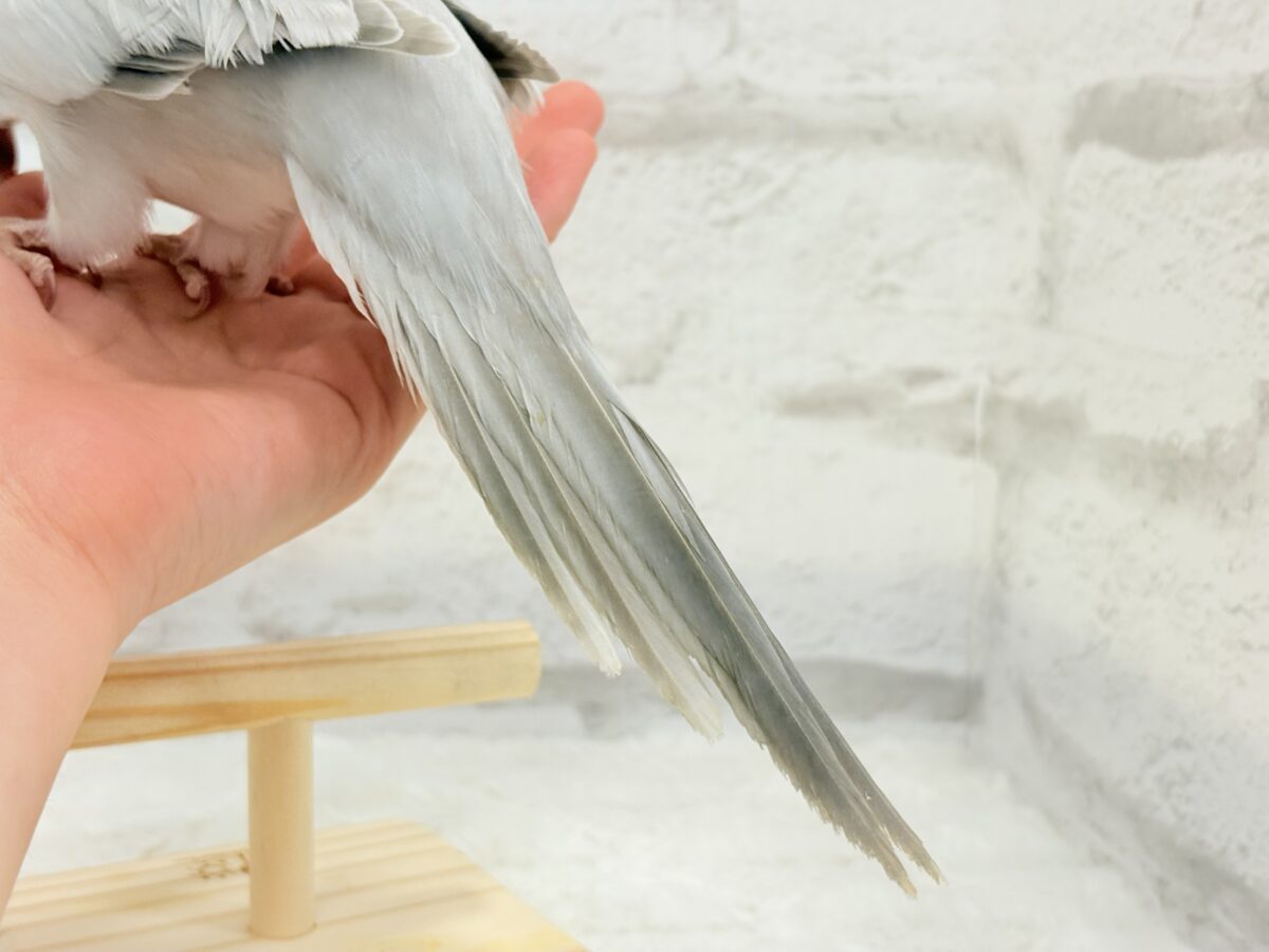 オキナインコ